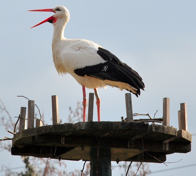 Ciconia ciconia